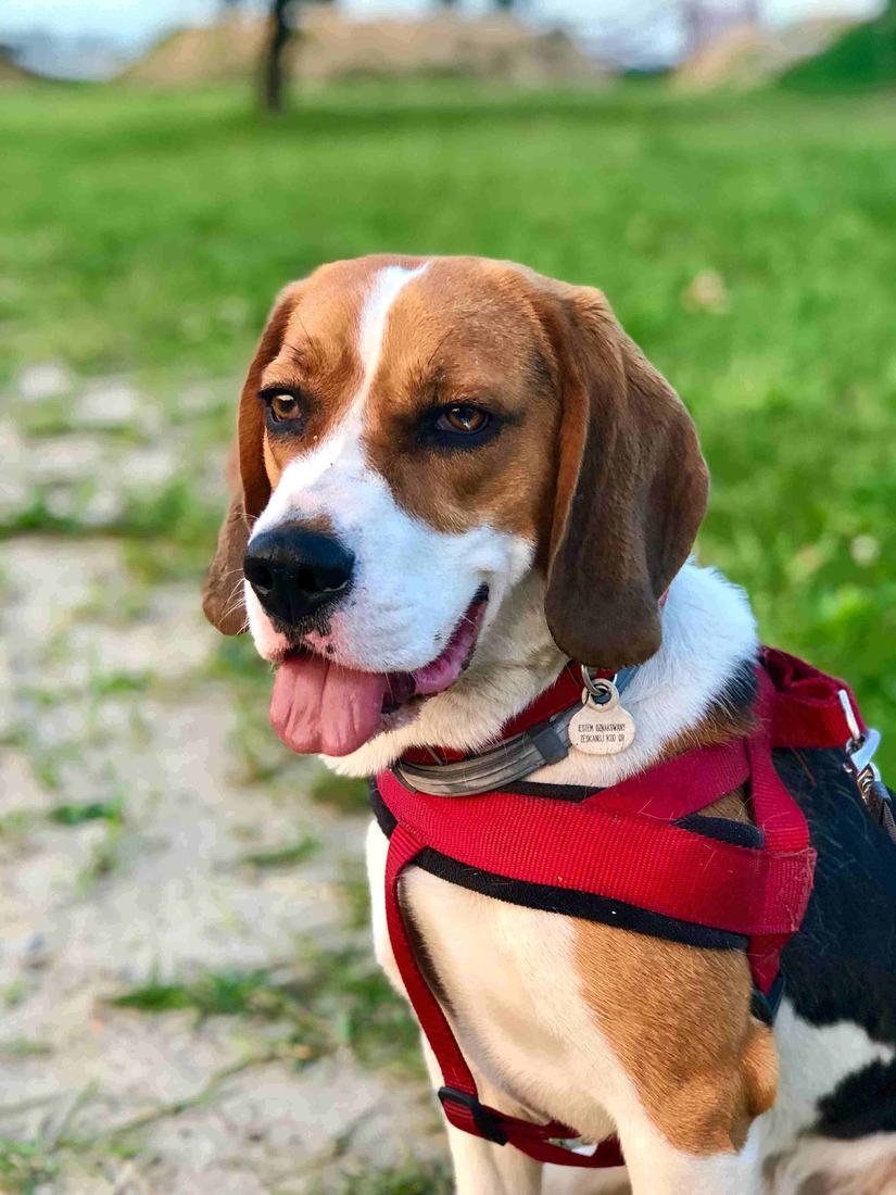 Beagle in a red harness smiling on grass