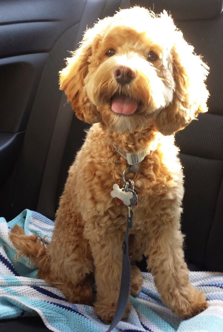 Cockapoo sitting in a car