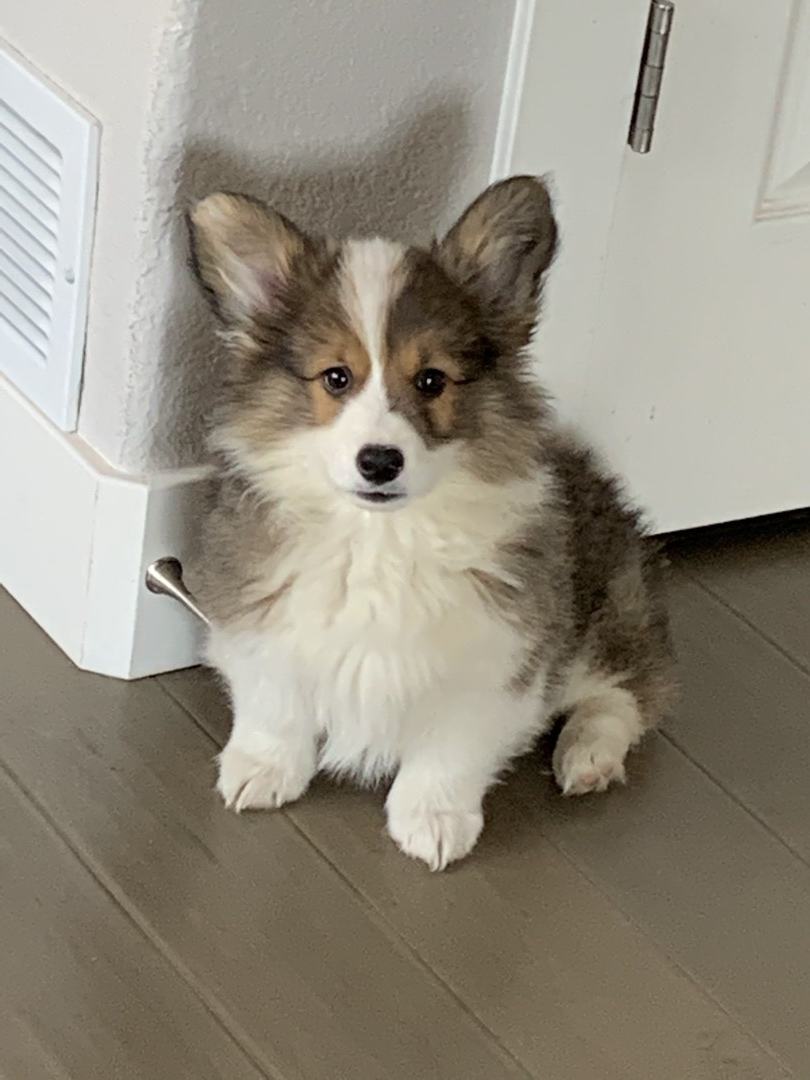 Corgi puppy sitting on a wooden floor