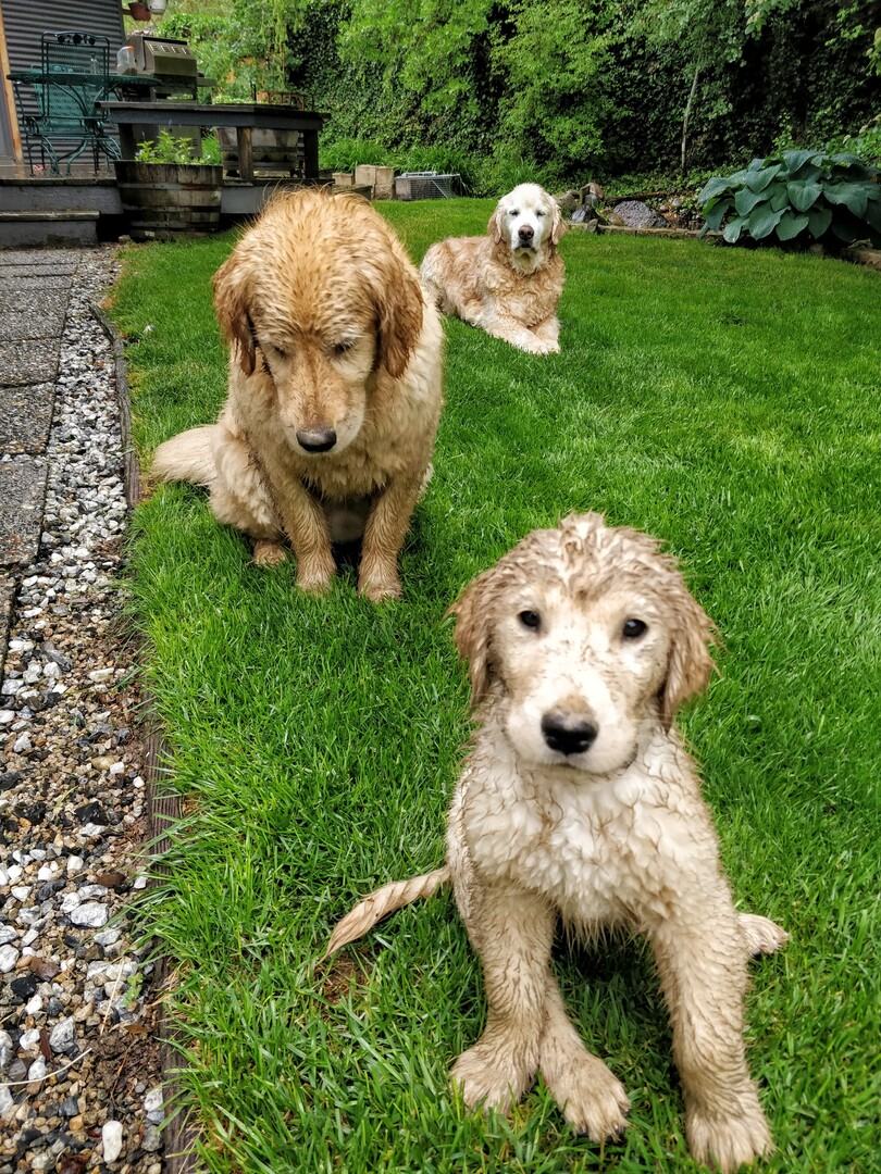 Two golden dogs sitting together in a garden
