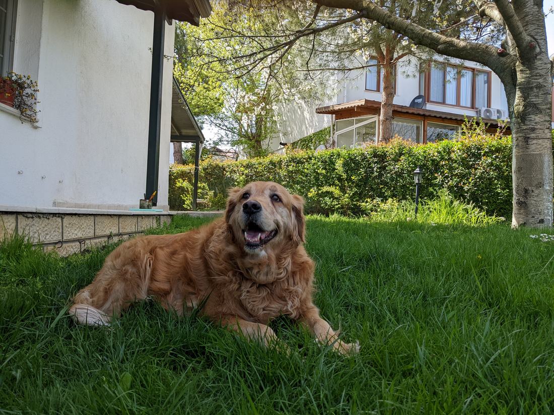 Golden retriever resting on a lawn