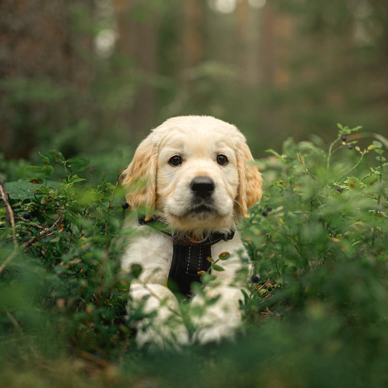 Golden retriever puppy lying in green grass
