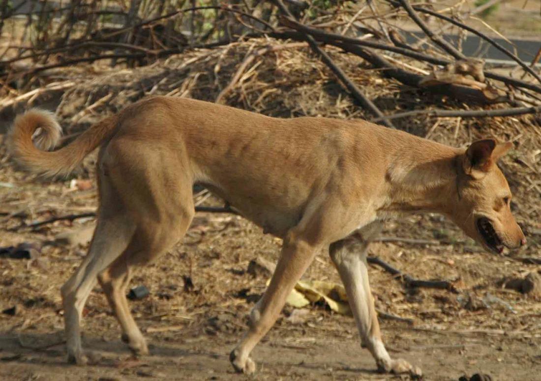 Indian pariah dog walking outdoors