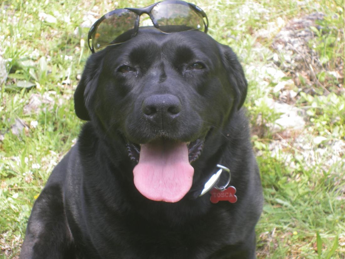 Black Labrador sitting in the grass