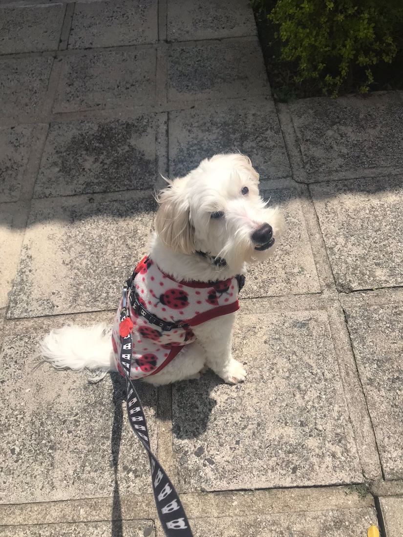 White dog on a leash