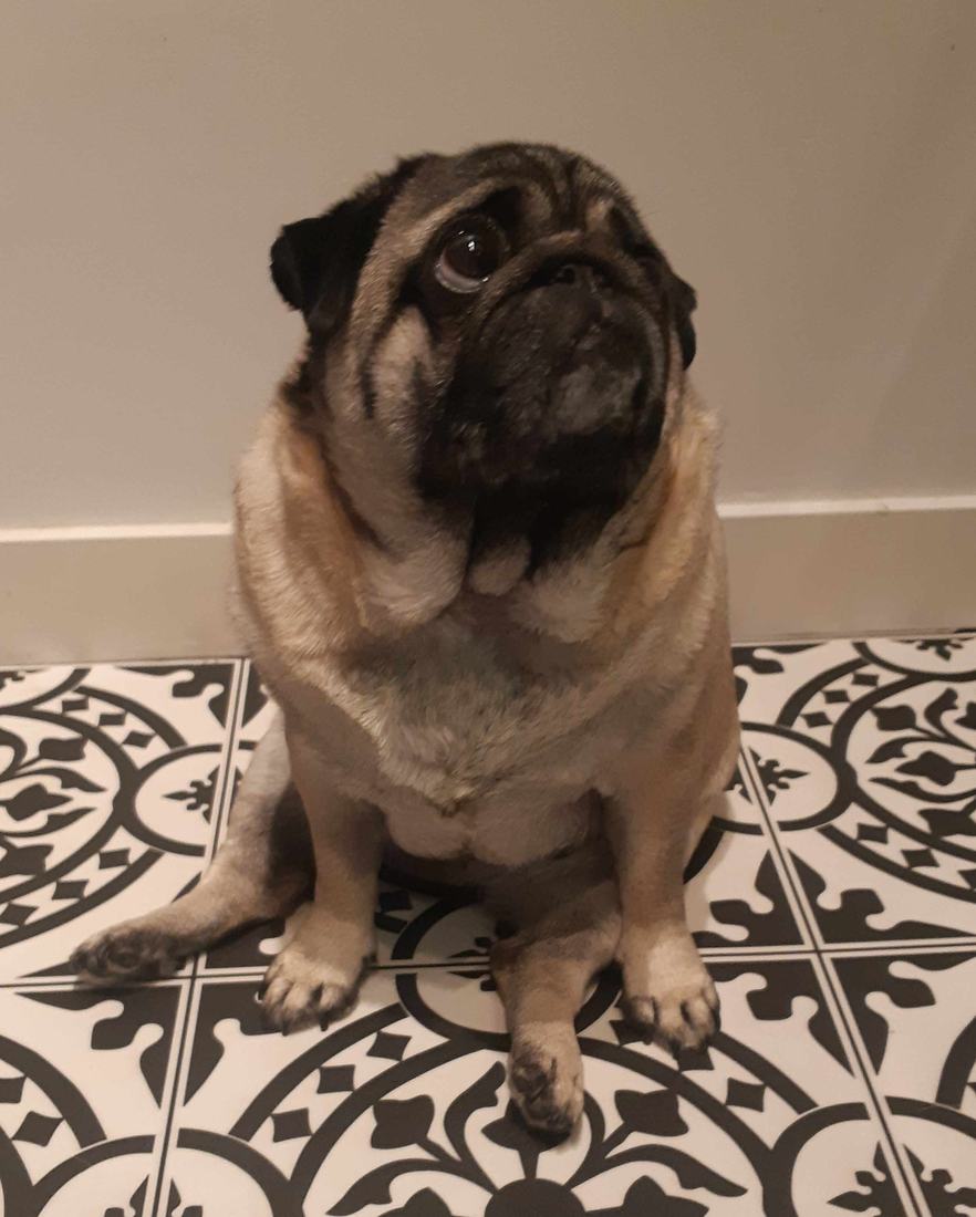 Pug sitting on a patterned floor
